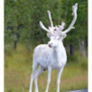 Meet your Posher, White deer